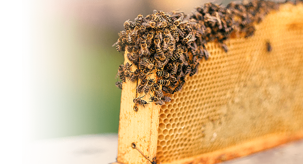 sweetB-Honey_beehive1